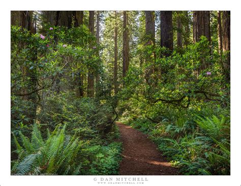 Redwood Forest Trail | G Dan Mitchell Photography