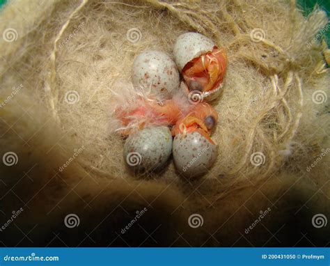 Baby Birds Hatching Canary from Their Eggs Shells. Birth of New Life, Cute Animal, New Born Life ...