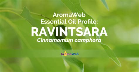 Ravintsara Essential Oil: Benefits, Uses & Insights