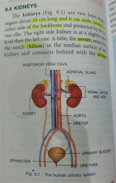 Draw The Urinary System