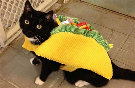 How To Make Cat Friendly Fish Tacos - Fauna Care