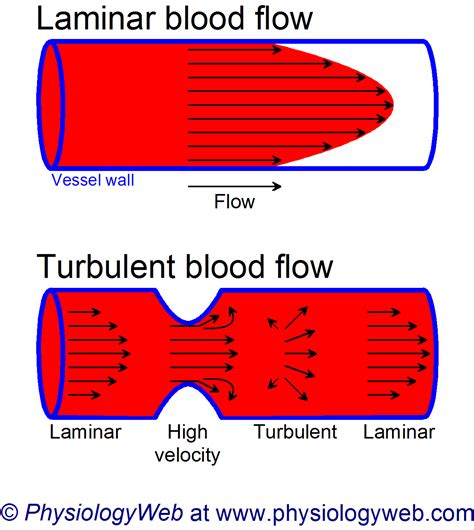 Physiology Illustration: Laminar versus turbulent flow in blood vessels. (high resolution ...