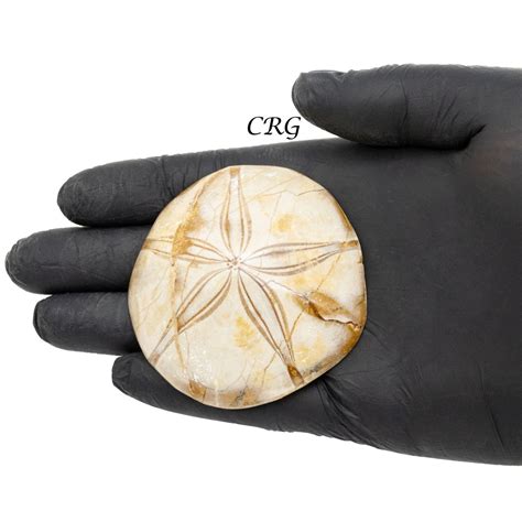 Sand Dollar Fossil 1 LB. – Crystal River Gems