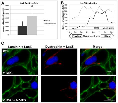 LacZ positive cells among experimental groups. (A) Total number of LacZ ...