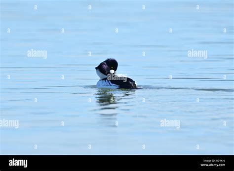 Common Goldeneye Duck Stock Photo - Alamy