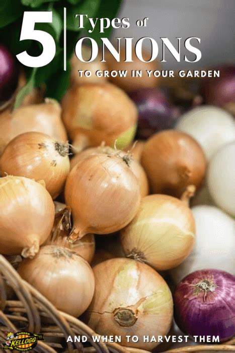 When to Harvest Onions | Kellogg Garden Organics™