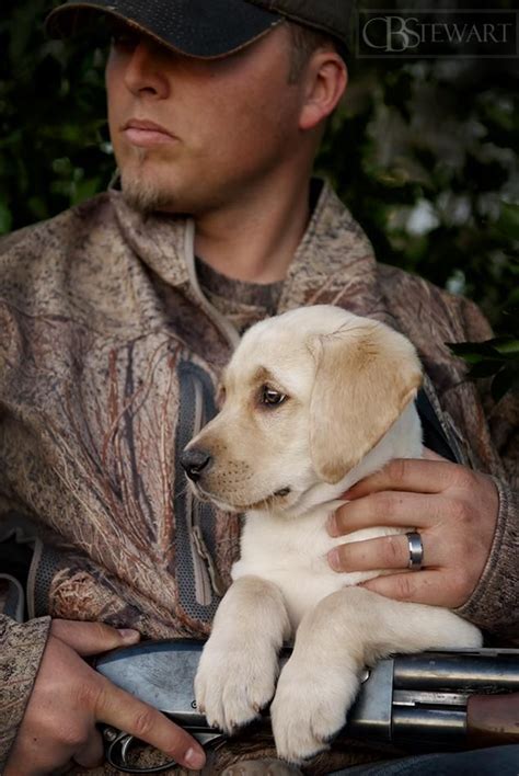 Duck hunting yellow labrador retriever puppy. Photography by CBStewart ...