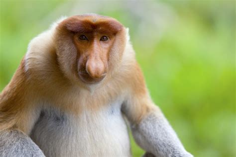 25 Remarkable Types of Monkeys (Names, Photos and More) - Outforia