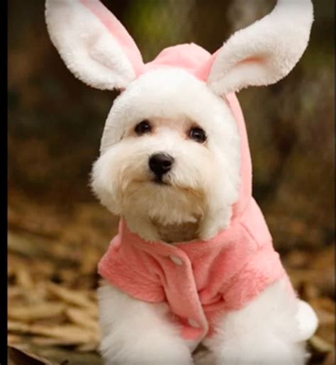 The Cutest Dogs Who Think They Are The Easter Bunny - Dog Fancast