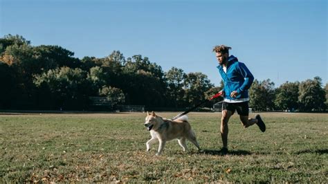 Dog Running Gear | Must-Haves for a Great Run With Your Dog