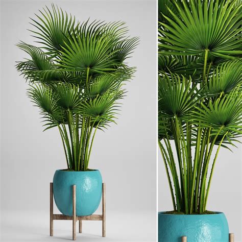 Palm Fan Palm, Indoor, Decorative, Outdoor - 3D Model for VRay