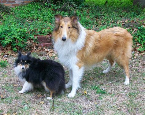 Toy Shelties | Wow Blog