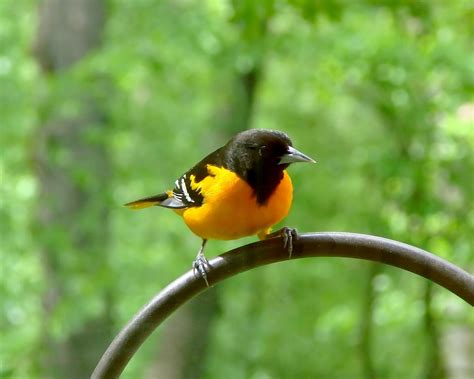 Baltimore Oriole Migration - Bird Watching Academy