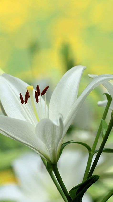 White Lily Wallpapers - Top Free White Lily Backgrounds - WallpaperAccess