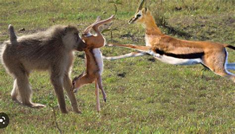 Courage Under Fire: Impala Mother’s Heroic Struggle to Rescue Baby from Baboon Predators ...