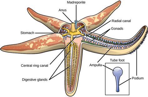 Biology, Biological Diversity, Invertebrates, Superphylum Deuterostomia ...