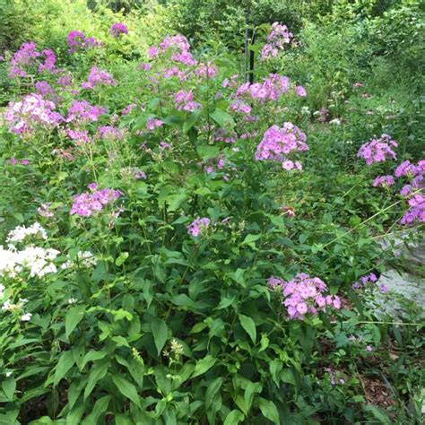 Phlox paniculata (Fall or Garden Phlox)