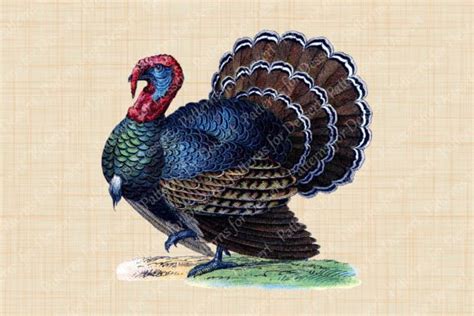 Vintage Thanksgiving Turkey Clip Art Graphic by Patterns for Dessert · Creative Fabrica