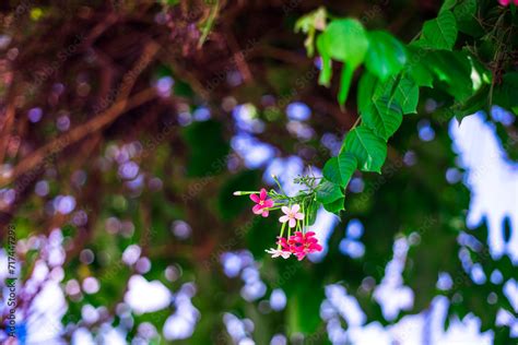 Combretaceae flowers crimson in the garden with the morning sun,Pink and white Chinese ...