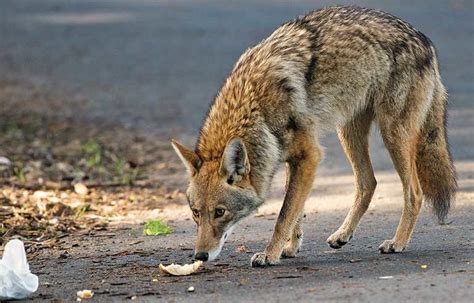 Coyote encounters: Do you know what to do? | 2020-02-23 | Safety+Health