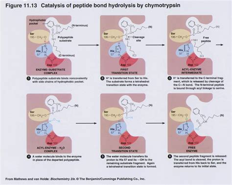 Enzyme Mechanisms: Chymotrypsin