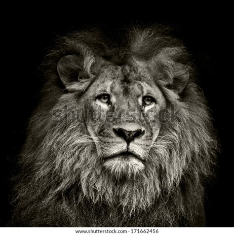 Black White Lion Portrait On Black Stock Photo (Edit Now) 171662456