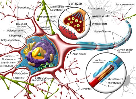 Neuron-Diagram - Straight from a Scientist