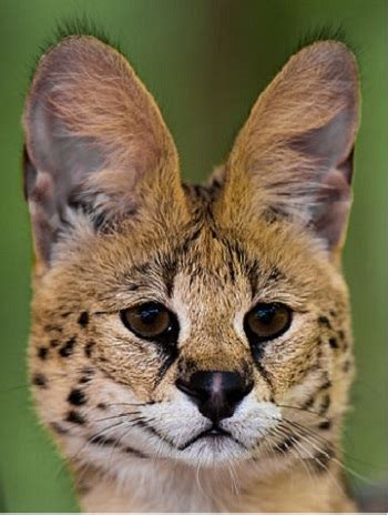 Serval Facts: Lesson for Kids | Study.com