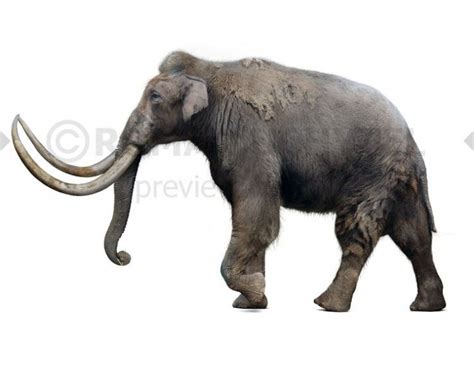 Steppe mammoth (white background) | Prehistoric animals, Ancient ...