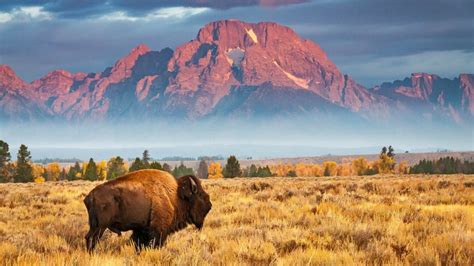 Big Bison – Bing Wallpaper Download