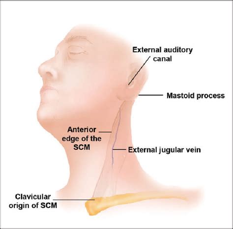 Structure of great auricular nerve | Semantic Scholar