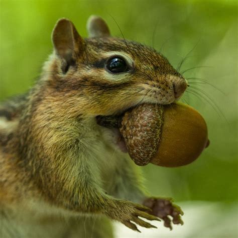 Squirrel and acorn | Squirrel pictures, Squirrel and acorn, Acorn pictures