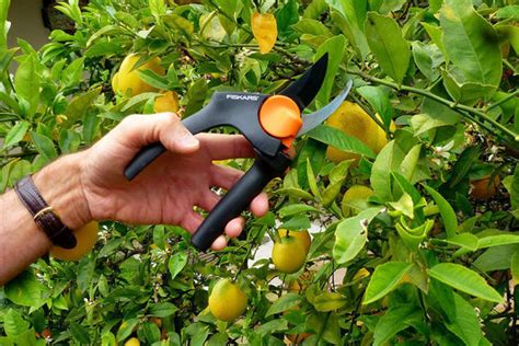 How And When To Prune A Lemon Tree - The Plant Guide