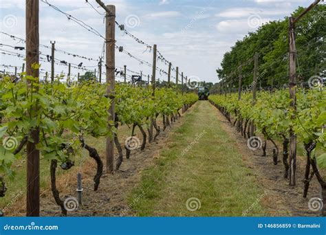 Dutch Winery and Vineyard in North Brabant, Netherlands Stock Image ...