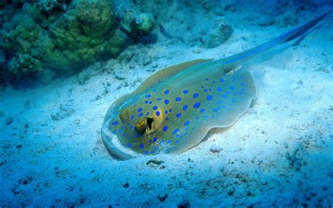 Bluespotted Stingray - Stunning HD Wallpaper of Ocean Beauty