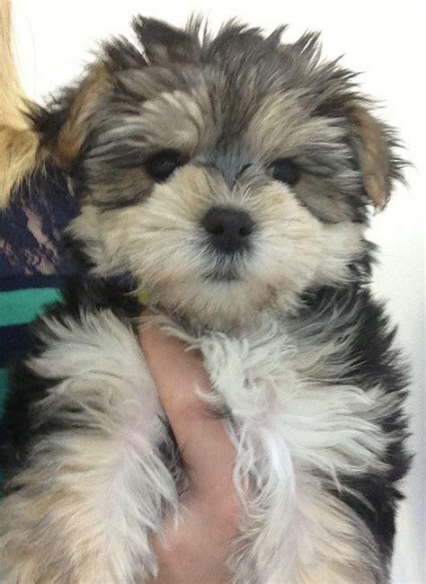 Charming morkie adults | Morkie puppies, Poodle puppy, Morkie