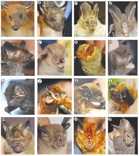 Chiropteran species diversity of KNP based on mist netting. a ...