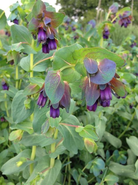 Cerinthe | Flower farm, July flowers, May flowers