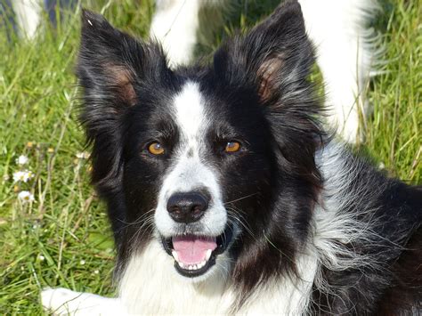 Border Collie Black White Dog · Free photo on Pixabay