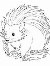 Black And White Bold Line coloring Page Of baby Fun porcupine For Kids  sketch template