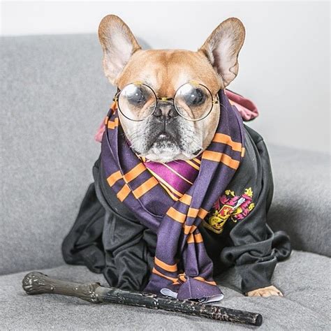 Tumblr | Dog costumes, Harry potter, Your pet