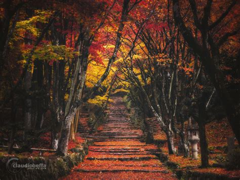 Path to the forbidden forest - Autumn sacred places of Japan