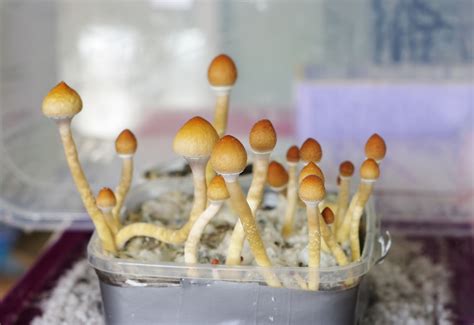 Are Psilocybin Spore Kits Legal? - Harris Bricken Sliwoski LLP