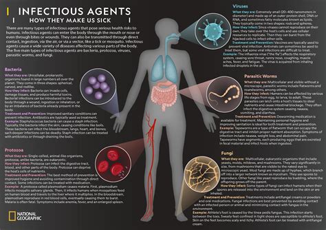 Organisms Human Body