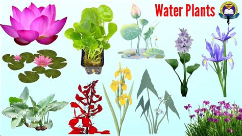 Water Plants Guide – Field Studies Council | ubicaciondepersonas.cdmx ...