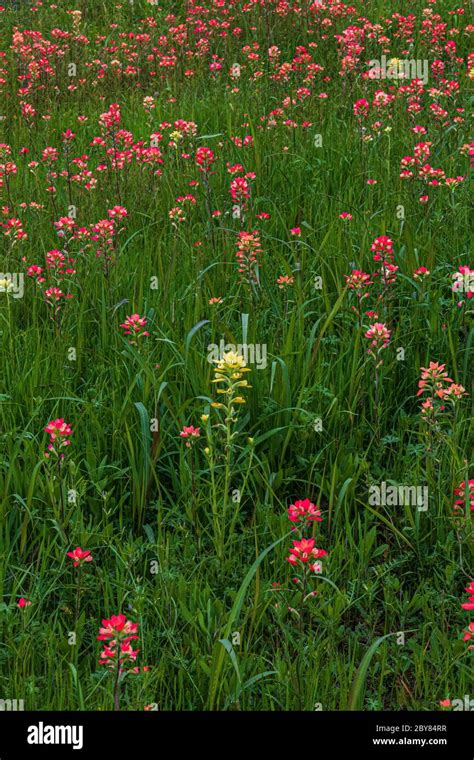 Castilleja indivisa, Ennis,Texas,USA,indian paintbrushes,red,springtime ...