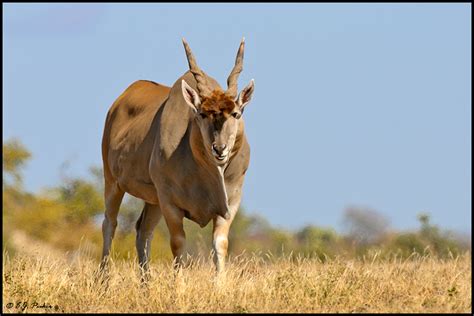 Botswana Wildlife Page