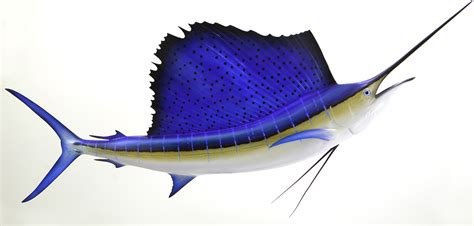 Pacific Sailfish Mount | Pacific Sailfish Replica