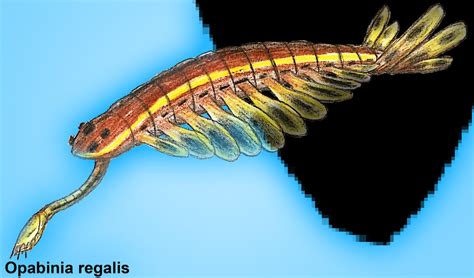 Opabinia regalis by PLASTOSPLEEN on DeviantArt