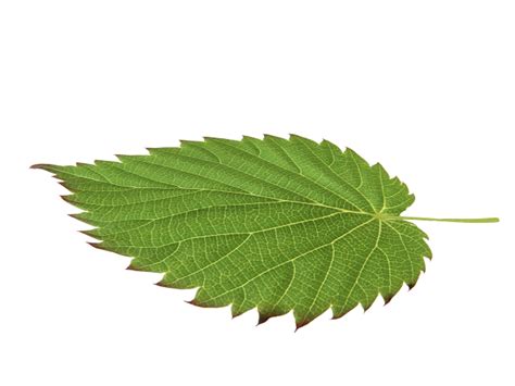 Leaf 3D model - Download Free 3D models